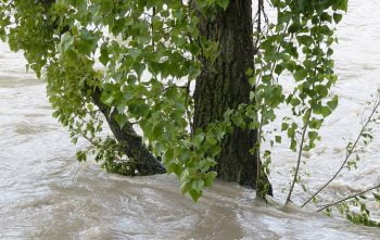 Inondation Jardin