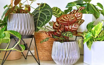 Plante Interieur Salon