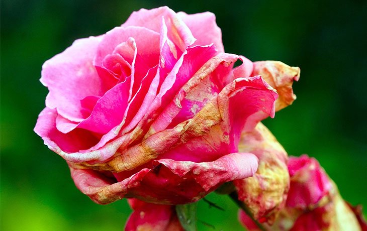 Que Faire Des Fleurs Fanees