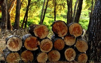 Ramasser Bois Foret Autorisation
