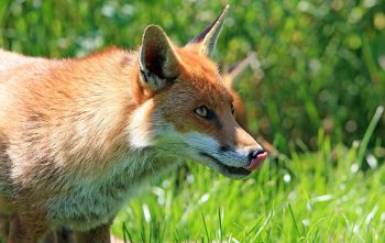 Renard Installe Dans Jardin s'en débarrasser