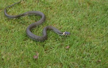 Se Debarrasser Serpent Jardin