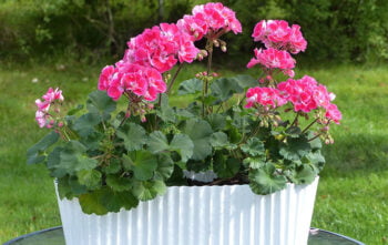 Fleurs Jardiniere