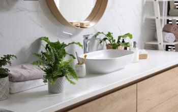 Meilleures Plantes Salle De Bain