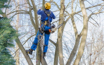 Elagage Arbre Locataire Ou Proprietaire