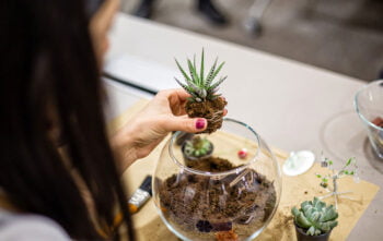 Faire Terrarium Choisir Plantes