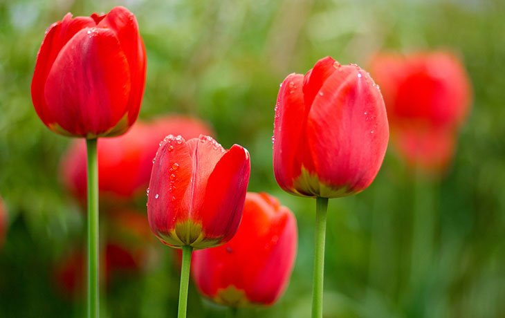Planter Tulipes
