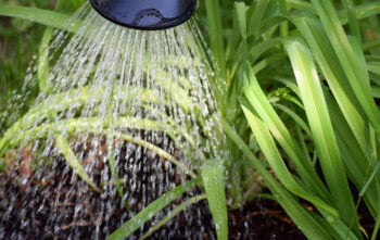 Savoir Si Plante Besoin Eau