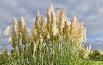Tailler Herbe De La Pampa
