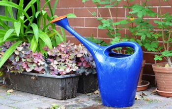 Arrosage Plantes Hiver