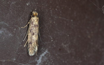 Eliminer Mites