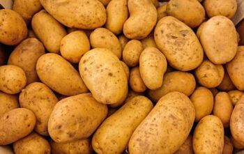Plantation Pommes De Terre