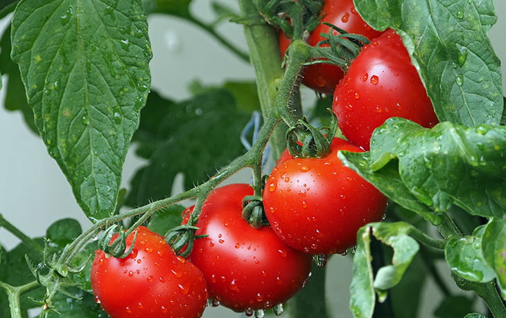 Quand Planter Tomates