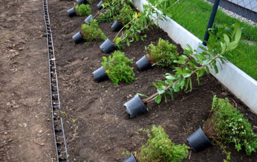 Planter Haie